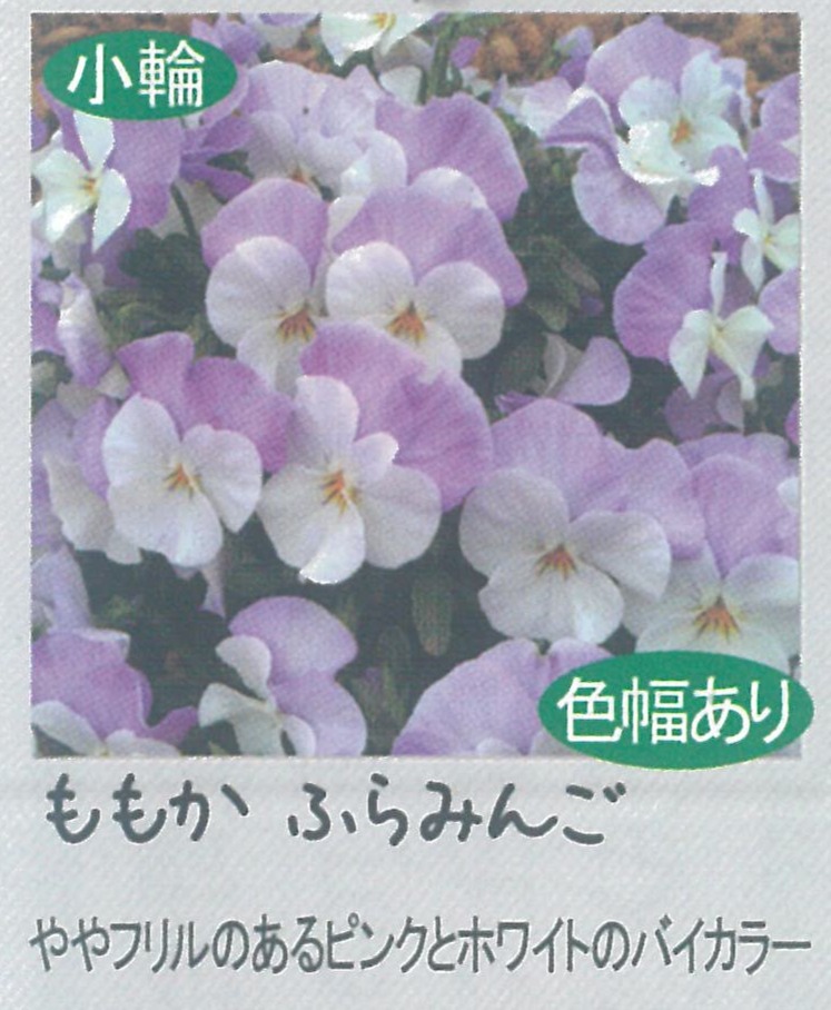 【先行予約商品】【産直】【送料1/2】ビオラ ももか ふらみんご 3.5号24入り